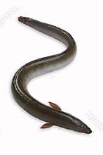 Eel