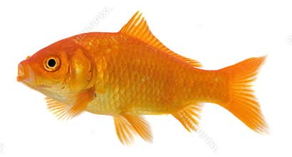 Isolated goldfish