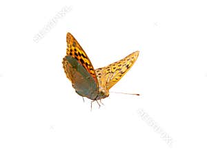 Single butterfly flying on white background