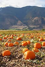 Keremeos Pumpkin Patch