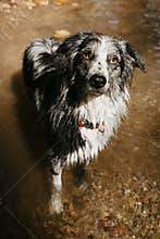 Portrait summer border collie dog playing in the river