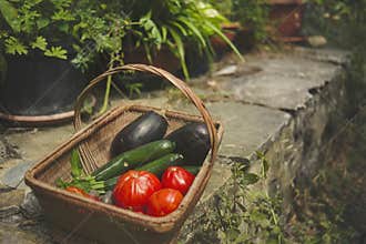 Basket for collecting vegetables from the grandmother`s garden
