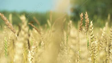 The waving of the ears of grain crops at the evening dawn or early in the morning. Calmness,contemplation and peace when walking i