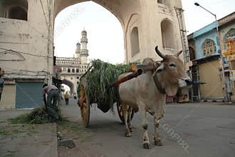 Bull pulling cart India