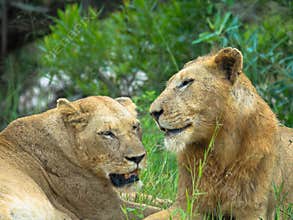 Majestic Lion and lioness in the african savanna. A couple of lions are resting in the grass. Seen at game drive in Africa.