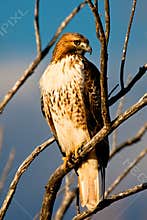 Red Tailed Hawk