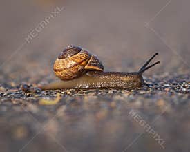 Land snail arianta arbustorum on asphalt path