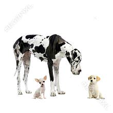 Great Dane and puppies