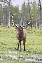 Elk in Alaska