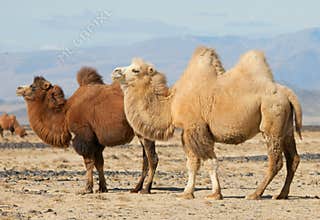 Bactrian camel in the steppes of Mongolia