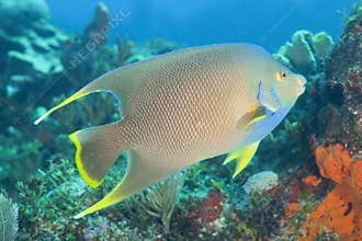 Bermuda blue angelfish (Holacanthus bermudensis)