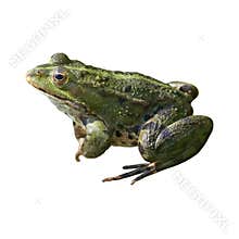 Frog isolated