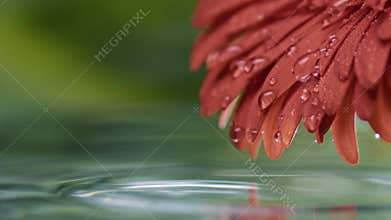 Wet red daisy gerbera flower with water drops on