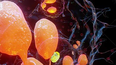 Phagocytosis. immune system mechanism