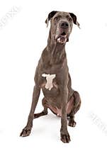 Great Dane Dog