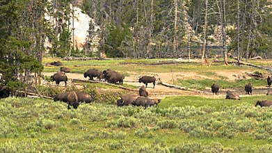 Wild Bison Herd in Yellowstone