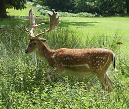 Buck Deer with Antlers
