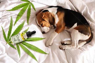 Bottle of CBD oil and cute dog sleeping on bed