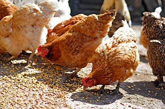 Farm chickens eating corn