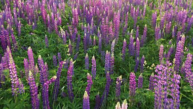 Flowering field with lupines. Slow flight by drone.