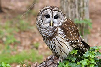 Barred Owl
