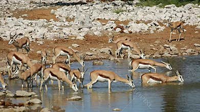 Springbok antelopes at a waterhole - Etosha National Park