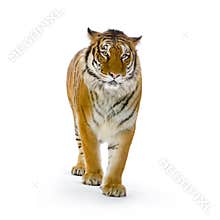 Tiger standing up
