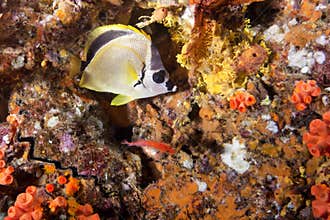 Racoon Butterflyfish