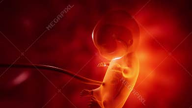 Human embryo growth. 3d animation