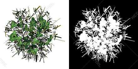 Top view of Plant Grass 6 Tree png with alpha channel to cutout made with 3D render