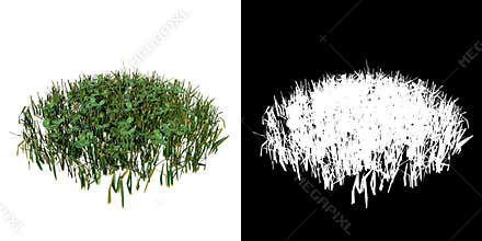Front view of Plant Grass 8 Tree png with alpha channel to cutout made with 3D render