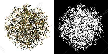 Top view of Plant  Dry Grass Lawn 3 Tree png with alpha channel to cutout made with 3D render