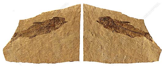 Fossil Fish