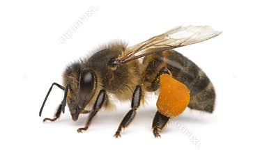 Western honey bee or European honey bee, Apis
