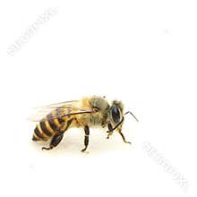 Close-up of a honey bee