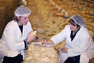Farmers in Chicken Farm
