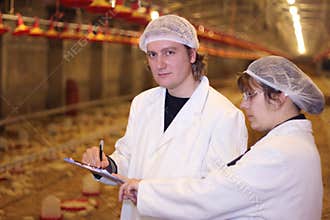 Farmers in Chicken Farm