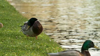 Ducks preening and cleaning their feathers on a grass river bank by a riv