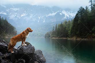 dog in the mountains. Nova Scotia Duck Tolling Retriever on nature