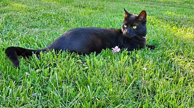 Black cat in grass carnivore