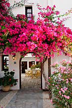 Pink Bougainvillea