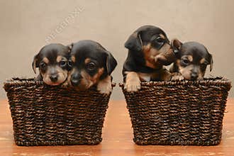 Puppies
