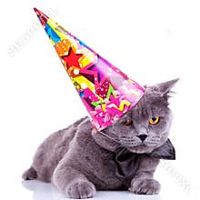 Big english party cat