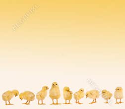Easter border with chicks