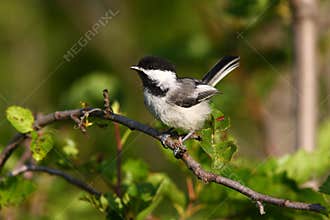 Blackcapped Chickadee