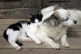 Cat dog friendship