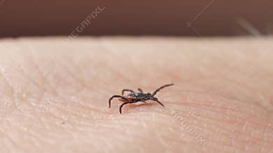 The mite crawls on human skin. Harvest-bug tries to bite a person. Small parasitic insects crawl along the human hand.