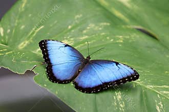 Morpho menelaus beautiful butterfly
