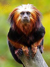 Lion Tamarin