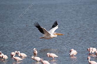 White pelican, Pelecanus onocrotalus